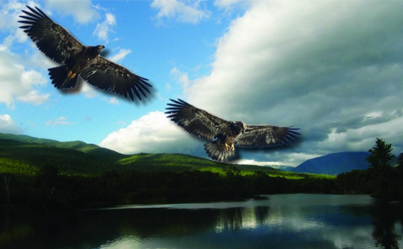 near a river encouragement for children peace of eagle bj rae bald eagle