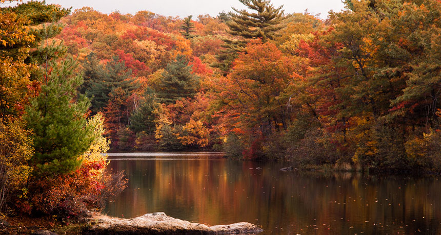 Encouraging you to go leaf peeping on near a river.