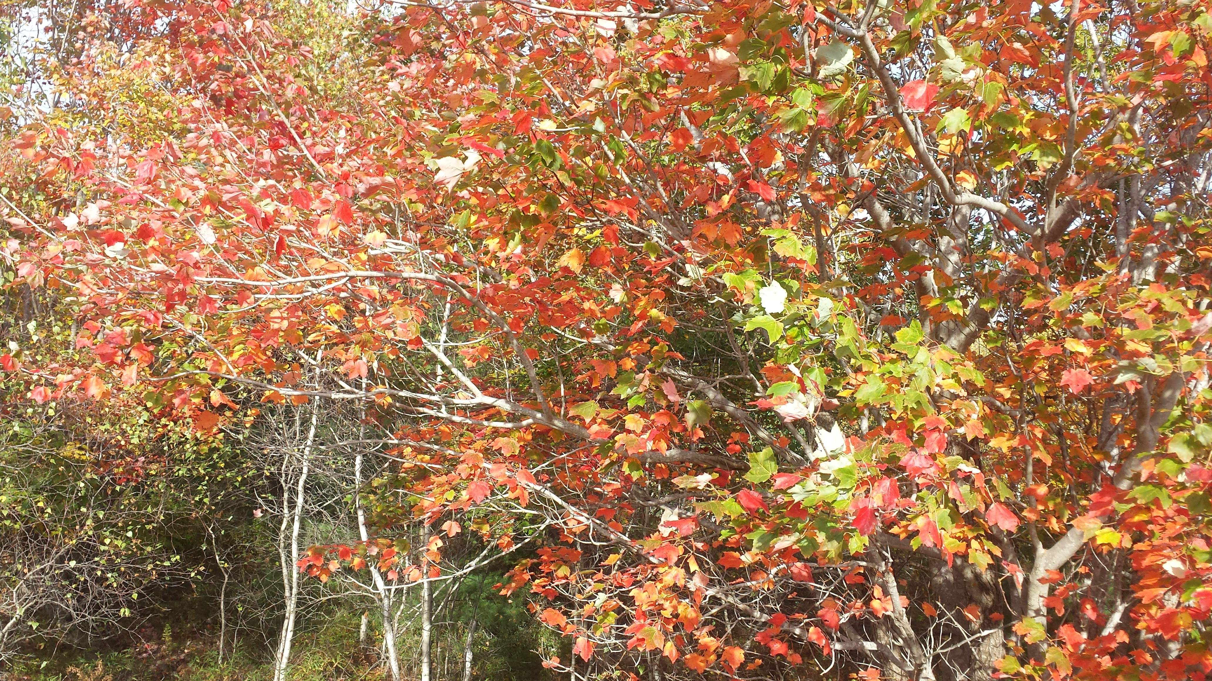 Encouraging you to enjoy leaf peeping trip on near a river.