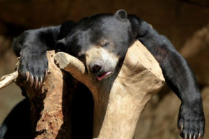 black bear with hangover near a river encouragement