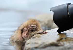 Orangutan with hangover near a river encouragement