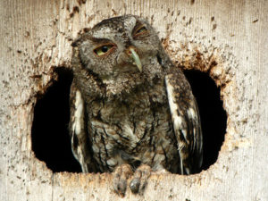 Second owl with hangover near a river encouragement