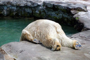 Second polar bear near a river encouragement