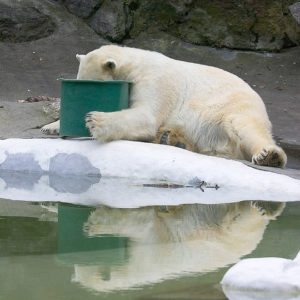 third polar bear near a river encouragement