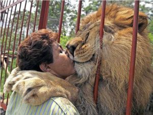 Lion hugging woman through fence on near a river.