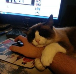 Kitten hugging person's arm on near a river.