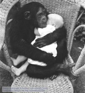 Monkey hugging baby on near a river.