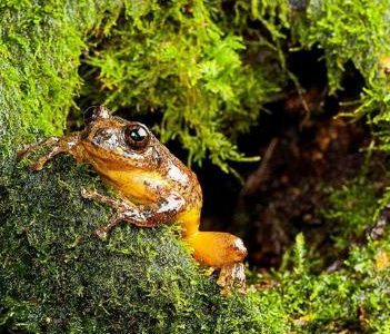 Encouraging you to learn from the story of the frogs on near a river.