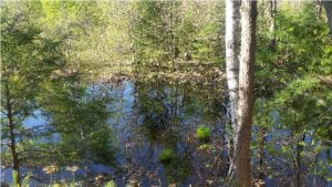 reflection pond on near a river