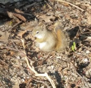 single squirrel munching on near a river