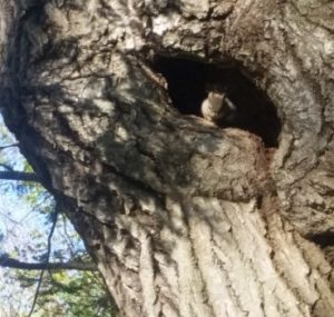 one squirrel peeking out of hole on near a river