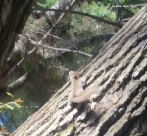 squirrel scurrying up tree on near a river