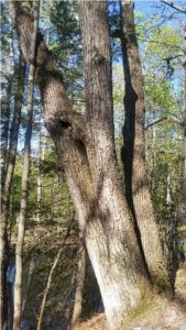 tree picture on near a river