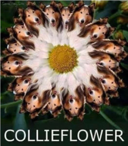 Flower with pedals made out of boarder collies. 